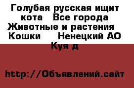 Голубая русская ищит кота - Все города Животные и растения » Кошки   . Ненецкий АО,Куя д.